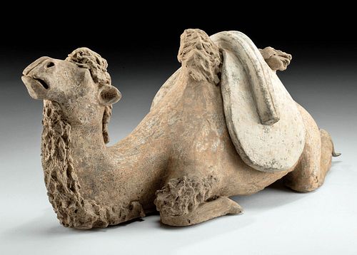 Chinese Tang Dynasty Seated Camel Wearing Saddle, TL'd