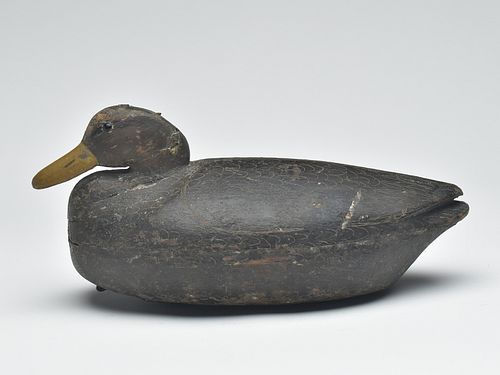 Desirable full body black duck, Nathan Cobb, Jr., Cobb Island, Virginia, last quarter 19th century.