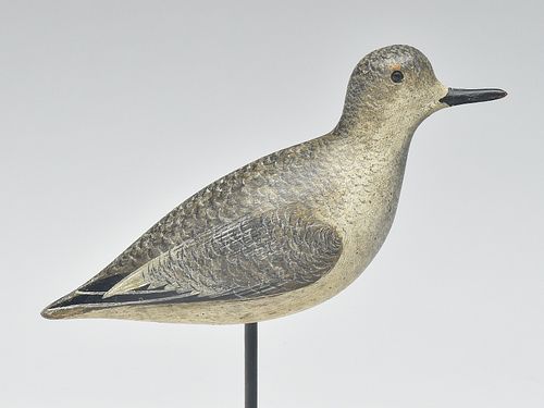 Excellent black bellied plover in very rare emerging plumage, John Dilley, Quogue, Long Island, circa 1900.