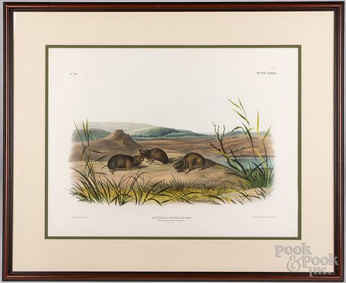 After James J. Audubon, Arvicola Borealis