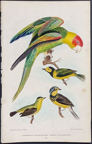 Wilson - Carolina Parrot, Canada Flycatcher, Hooded Flycatcher, & Green black-capt Flycatcher. 26