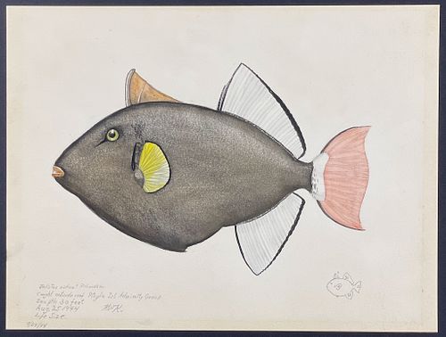 Kenyon, Original Watercolor - Triggerfish (Balistes vidua Richardson), Caught outside Reef at Pitiylu, Admiralty Islands, August 1944