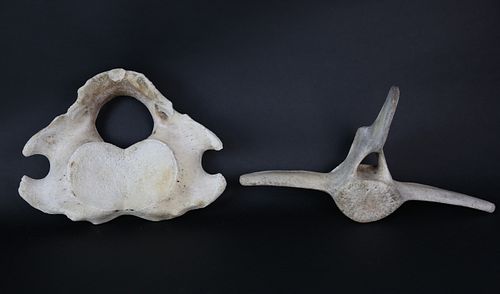 Two Antique Whale Vertebrae Bones