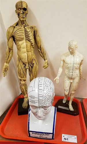 TRAY MEDICAL MODELS- HUMAN MUSCULAR MODEL, 23 1/2", BODY MODEL FOR BOTH MERIDINIAL AND EXTRAORDIANRY POINTS 17" AND PORCELAIN PHRENOLOGICAL BUST 12"