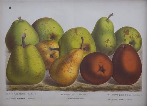 A Collection of Eight Chromolithographs of Pears 9 1/2 x 13 inches.
