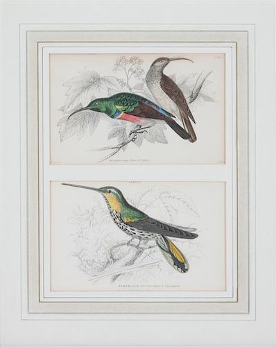 A Set of Seven Hand-colored Bird Engravings Height of largest frame 17 1/2 x width 8 1/2 inches.
