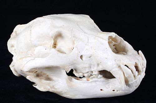 Trophy Alaskan Brown Bear Taxidermy Skull