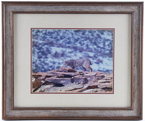 Wild Bobcat Framed Photograph, Signed Original
