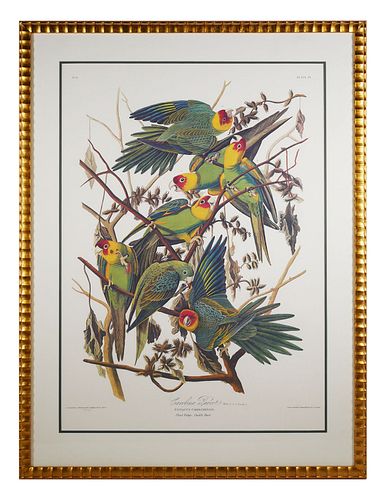 Aft JOHN JAMES AUDUBON Carolina Parrots 