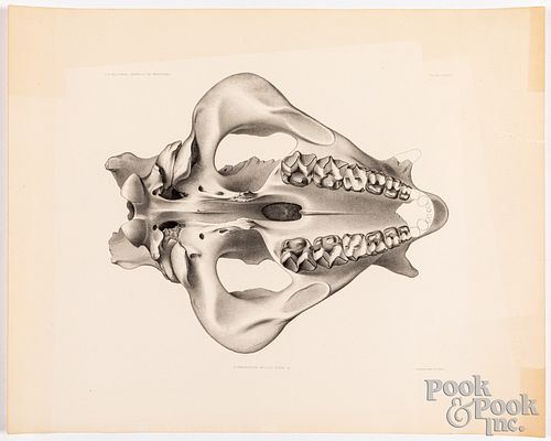 Four early mammal anatomical lithographs