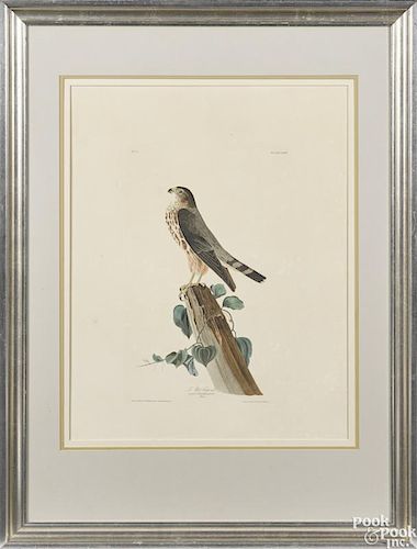 After John James Audubon (American 1785-1851), Le Petit Caporal, Plate LXXV