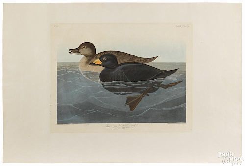 After John James Audubon (American 1785-1851), American Scoter Duck, Plate CCCCVIII
