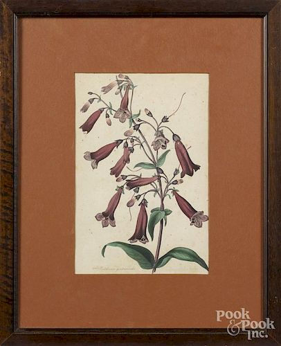 Framed butterfly print, together with a botanical print, 9'' x 6 1/2''.