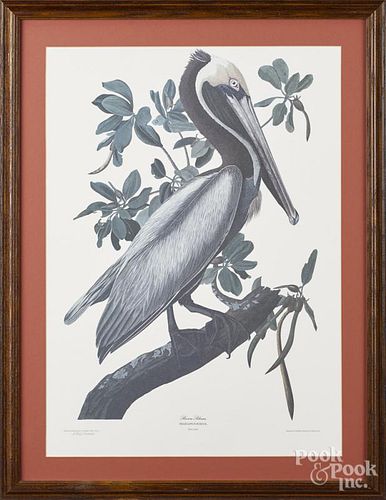 Limited edition Audubon restrike of the Brown Pelican, numbered 596/2000, 21'' x 15''.