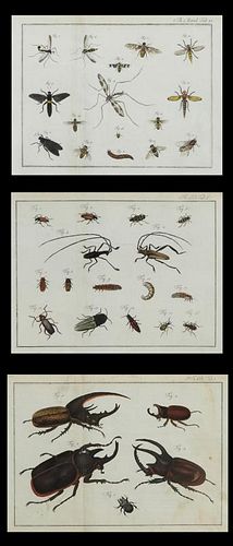 German School, "Beetles," "Flying Insects," and "S