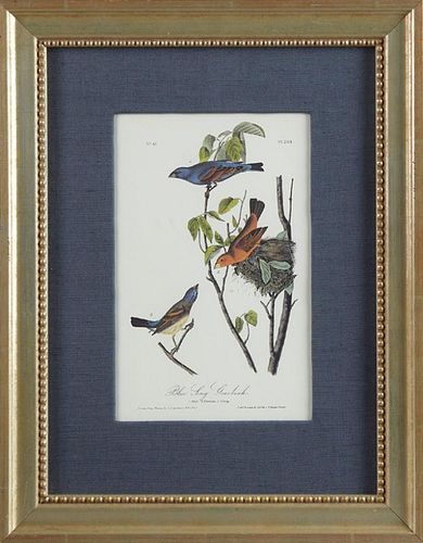 John James Audubon (1785-1851), "Blue Song Grosbea
