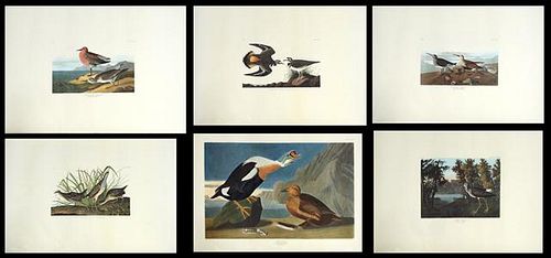 John James Audubon (1785-1851), Group of Ten Print