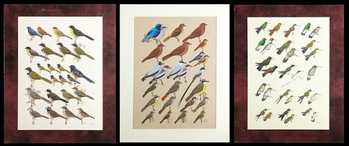 Murrell Butler (Louisiana), "Hummingbirds, Starthr