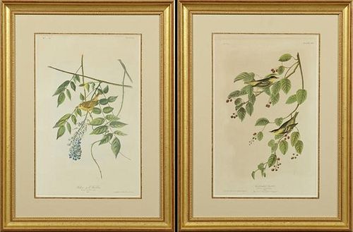 John James Audubon (1785-1851), "Yellow Poll Warbl