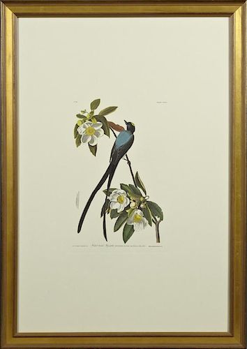 John James Audubon (1785-1851), "Fork-Tailed Flyca