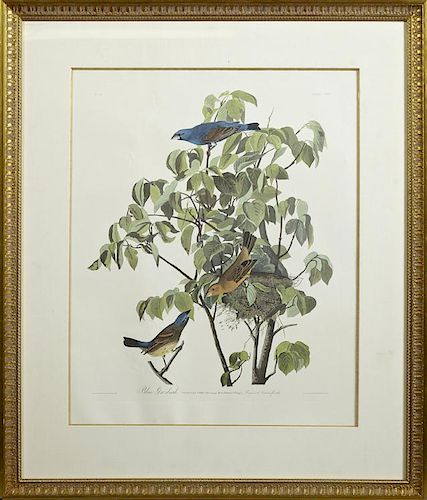 John James Audubon (1785-1851), "Blue Grosbeak," N