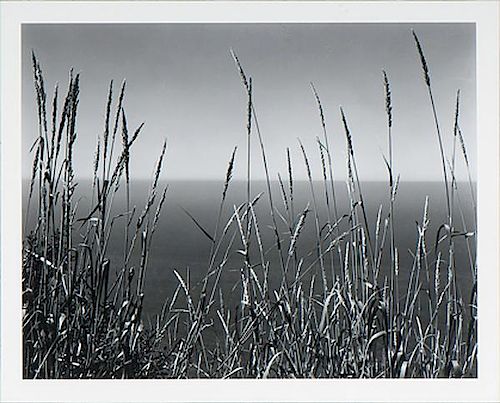 Edward Weston (American, 1886-1958) 