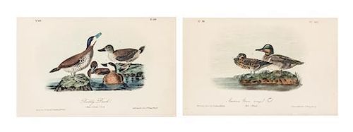 * (AUDUBON, JOHN JAMES, after) BOWEN, J.T. A group of 10 lithographs from the octavo edition of Audubon's Birds of America.