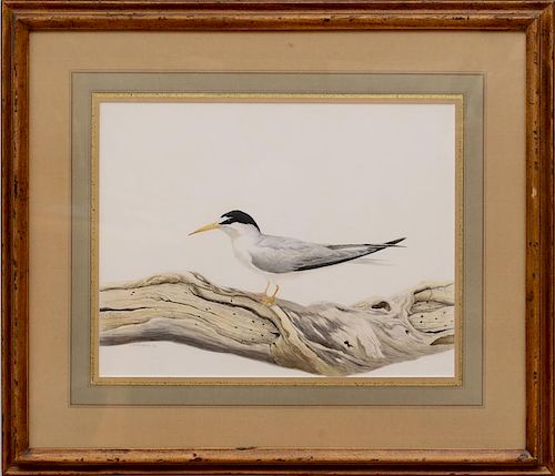 ANTHONY HENNEBERG: A SNOWY PLOVER; AND A WINTER TERN