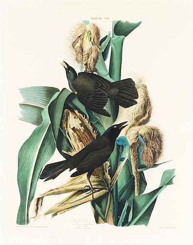 * (Audubon, John James, after) HAVELL, ROBERT. Purple Grackel, Quizcalus Versicolor. ca. 1827.
