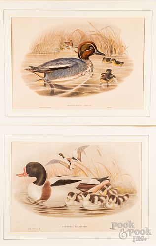 Two J. Gould & H. C. Richter duck lithographs