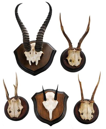 Five Mounted Deer and Gazelle Horns