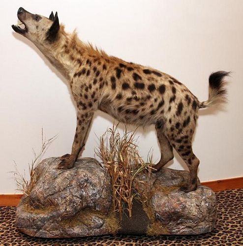 AFRICAN SPOTTED HYENA FULL BODY MOUNT