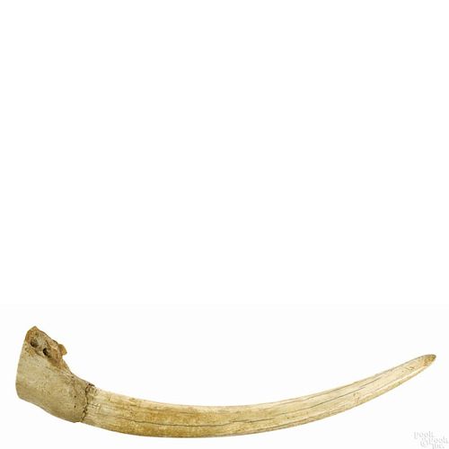 Walrus tusk, 19th c., 18'' l.
