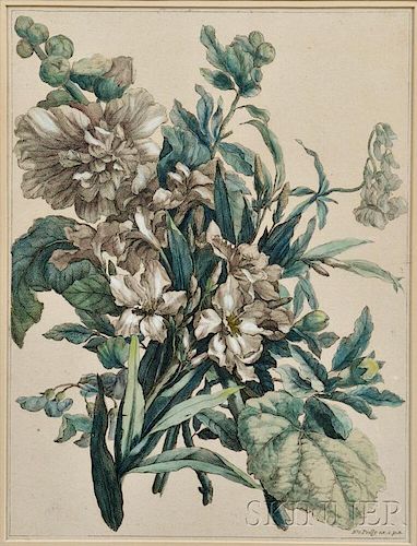 Attributed to Nicolas de Poilly (French, 1707-1780)      Botanical Print
