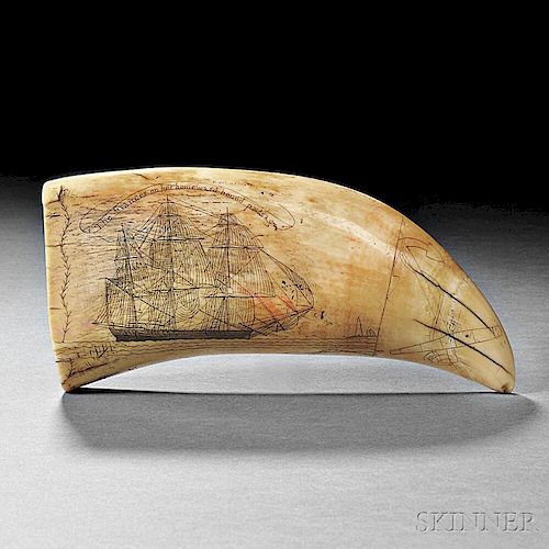 Scrimshaw Whale's Tooth Showing the Frances