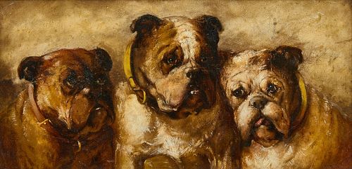Portrait of Three Bulldogs