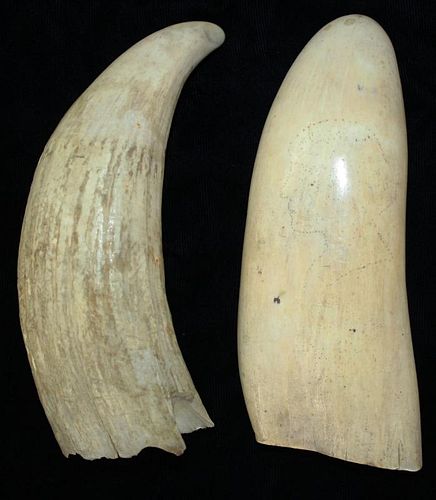 2 19th c whale teeth, one with a pin-pricked profile of a woman, length 6” each2 19th c whale teeth,
