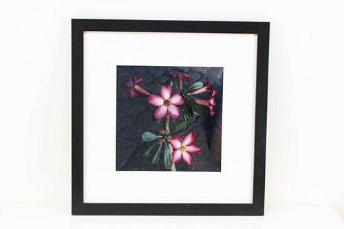 Grp: 2 Photographs of Flowers - Tulip and Adenium