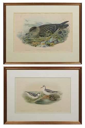 J. Gould (England/Australia, 1804-1881) and H.C. Richter (England, 1821-1902), "Stercorarius Catarractes," and "Phalaropus Fulicarius," 20th c., pair 