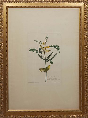 John James Audubon (Haitian/American, 1785-1851), "Children's Warbler, Silvia Childreri, Plant Cafsia occidentalis, Vilage Spanish Coffee," c. 1827, H