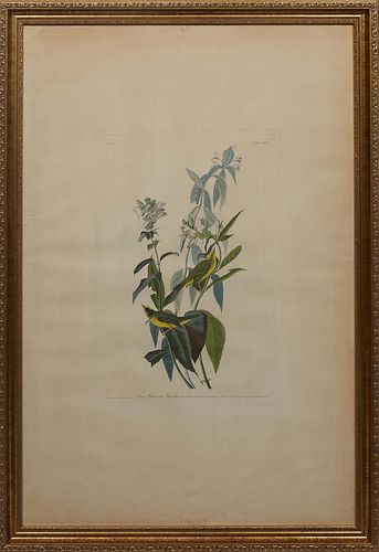 John James Audubon (Haitian/American, 1785-1851), "Green Black-capt. Flycatcher, Muscicapa Pusilla," c. 1826, Havell edition, No. 25, Plate CXXIV, pre