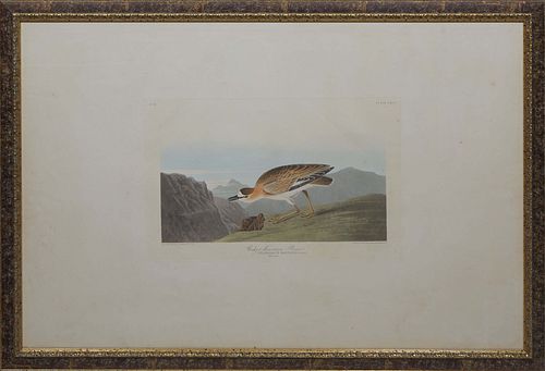 John James Audubon (Haitian/American, 1785-1851), "Rocky Mountain Plover, Charadrius Montanus, Townsend, Adult female," No. 70, Plate CCCI, Havell Edi