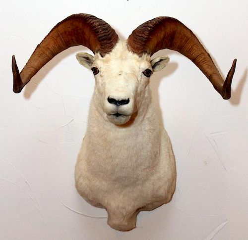 DALL OR WHITE SHEEP TROPHY MOUNT