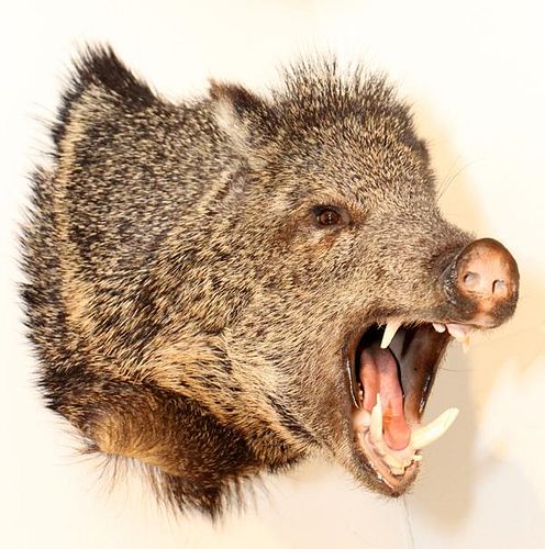 JAVALINA-COLLARED PECCARY TROPHY MOUNT