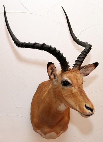 AFRICAN SOUTHERN IMPALA TROPHY MOUNT