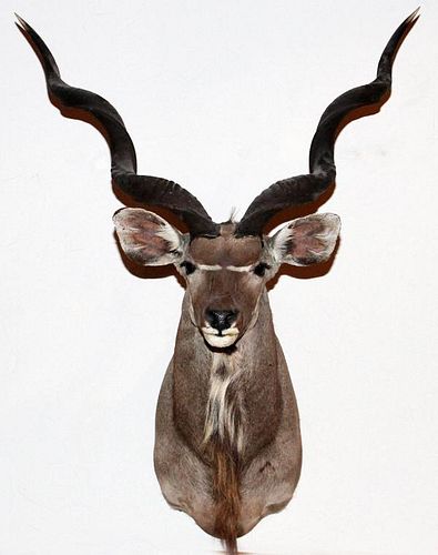 AFRICAN GREATER SOUTHERN KUDU TROPHY MOUNT