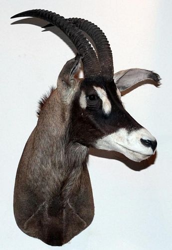 AFRICAN SABLE ANTELOPE FULL BODY TROPHY MOUNT