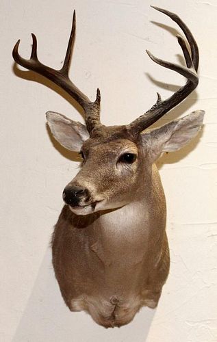 TEXAS WHITE TAILED DEER TROPHY MOUNT
