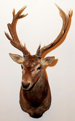 SOUTH PACIFIC RED DEER TROPHY MOUNT