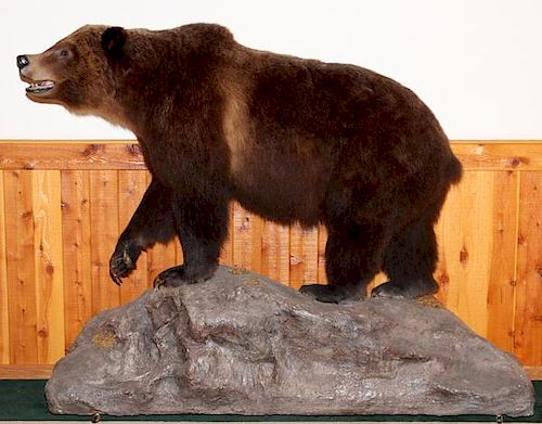 GRIZZLY BEAR FULL BODY TROPHY MOUNT